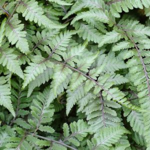 Athyrium Niponicum var. Pictum 'Metallicum',Painted Lady Fern 'Metallicum', Japanese Painted Fern 'Metallicum', Athyrium niponicum 'Metallicum', Athyrium goeringianum 'Pictum', Shade plants, shade perennial, plants for shade, plants for wet soil, Silver Foliage Plant