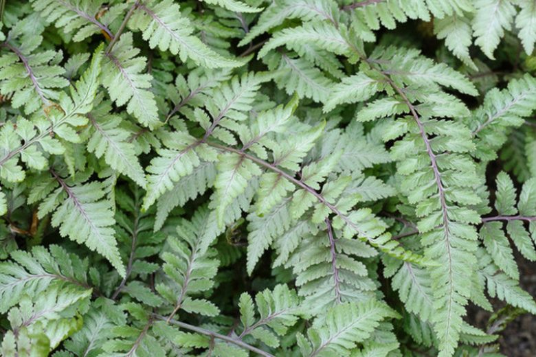Athyrium Niponicum var. Pictum 'Metallicum',Painted Lady Fern 'Metallicum', Japanese Painted Fern 'Metallicum', Athyrium niponicum 'Metallicum', Athyrium goeringianum 'Pictum', Shade plants, shade perennial, plants for shade, plants for wet soil, Silver Foliage Plant