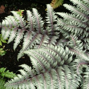 Athyrium Niponicum var. Pictum 'Pewter Lace',Painted Lady Fern 'Pewter Lace', Japanese Painted Fern 'v', Athyrium niponicum 'Pewter Lace', Shade plants, shade perennial, plants for shade, plants for wet soil, Silver F
