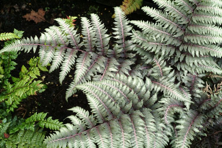 Athyrium Niponicum var. Pictum 'Pewter Lace',Painted Lady Fern 'Pewter Lace', Japanese Painted Fern 'v', Athyrium niponicum 'Pewter Lace', Shade plants, shade perennial, plants for shade, plants for wet soil, Silver F