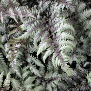 Athyrium Niponicum var. Pictum 'Silver Falls',Painted Lady Fern 'Silver Falls', Athyrium niponicum f. metallicum 'Silver Falls', Athyrium niponicum 'Silver Falls', Shade plants, shade perennial, plants for shade, plants for wet soil, Silver Foliage Plant