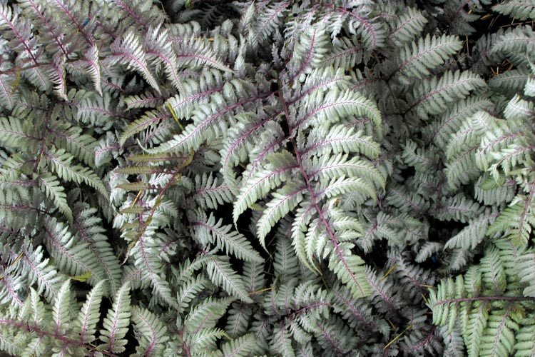 Athyrium Niponicum var. Pictum 'Silver Falls',Painted Lady Fern 'Silver Falls', Athyrium niponicum f. metallicum 'Silver Falls', Athyrium niponicum 'Silver Falls', Shade plants, shade perennial, plants for shade, plants for wet soil, Silver Foliage Plant