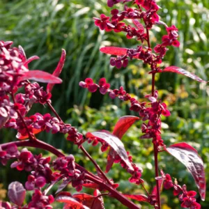 Atriplex Hortensis Var. Rubra, Red Mountain Spinach, Red Orach, Mountain Spinach, French Spinach
