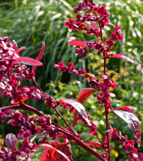 Atriplex Hortensis Var. Rubra, Red Mountain Spinach, Red Orach, Mountain Spinach, French Spinach