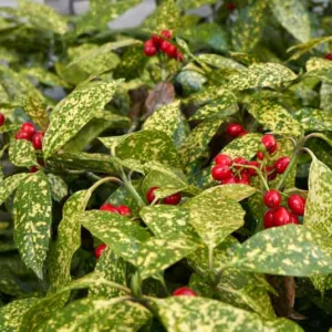 Aucuba japonica, Spotted Laurel, Japanese Laurel, Japanese Aucuba, Gold-Leaf Plant, Variegated Laurel, Evergreen Shrub, Fragrant Shrub, Red Berries, shrub with berries