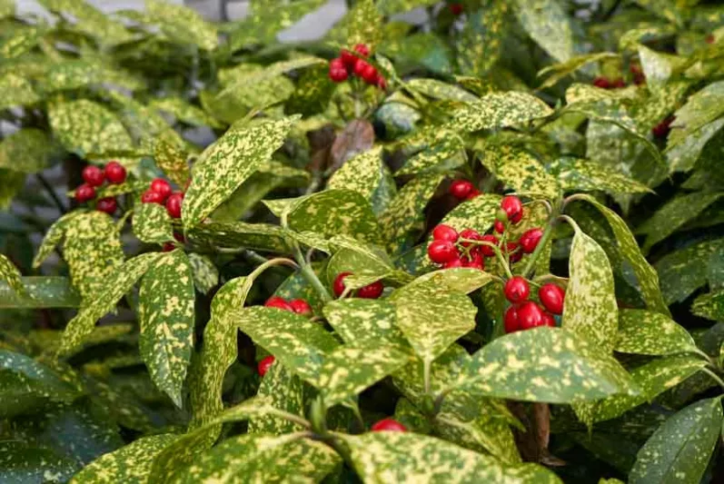 Aucuba japonica, Spotted Laurel, Japanese Laurel, Japanese Aucuba, Gold-Leaf Plant, Variegated Laurel, Evergreen Shrub, Fragrant Shrub, Red Berries, shrub with berries