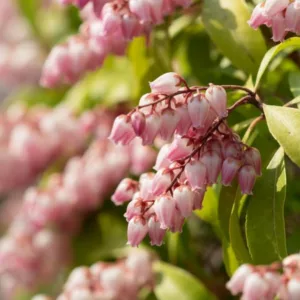 New England, New England garden, Best shrubs, shrubs for New England, Great shrubs, Top Shrubs, Northeast region, Northeast garden, Best shrubs for Northeast, shrubs for Northeast