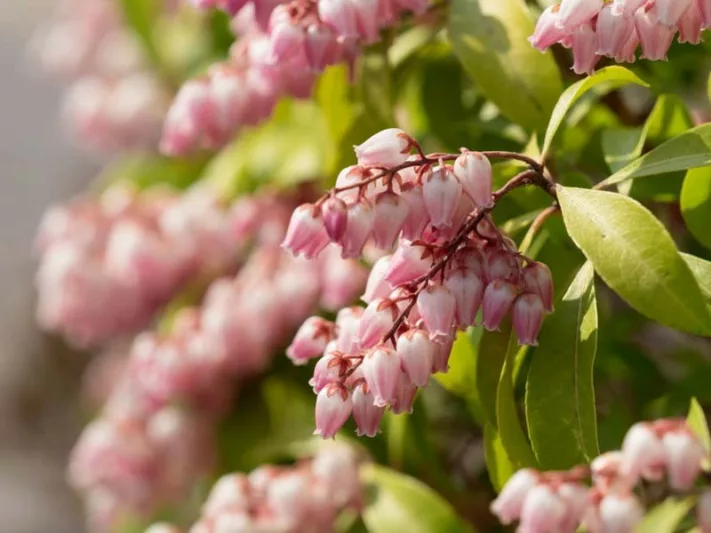 New England, New England garden, Best shrubs, shrubs for New England, Great shrubs, Top Shrubs, Northeast region, Northeast garden, Best shrubs for Northeast, shrubs for Northeast