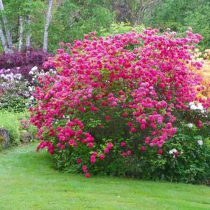 Deciduous Azaleas, Evergreen Azaleas, Lepidote Rhododendrons, Elepidote Rhododendrons, Rhododendrons, Evergreen Shrubs, Flowering Shrubs