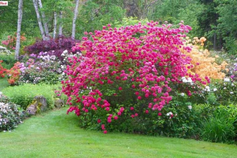 Deciduous Azaleas, Evergreen Azaleas, Lepidote Rhododendrons, Elepidote Rhododendrons, Rhododendrons, Evergreen Shrubs, Flowering Shrubs