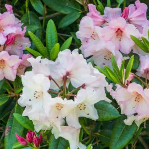 North East Azaleas, North East Azaleas Rhododendrons, North East Azaleas Deciduous Azaleas, North East Azaleas Evergreen Azaleas, New England Azaleas, New England Rhododendrons