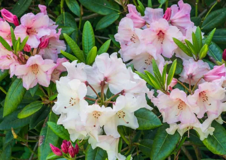 North East Azaleas, North East Azaleas Rhododendrons, North East Azaleas Deciduous Azaleas, North East Azaleas Evergreen Azaleas, New England Azaleas, New England Rhododendrons