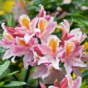 Northern California Azaleas, Northern California Rhododendrons, Northern California Deciduous Azaleas, Northern California Evergreen Azaleas,