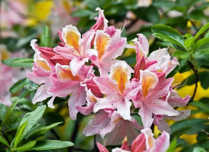 Northern California Azaleas, Northern California Rhododendrons, Northern California Deciduous Azaleas, Northern California Evergreen Azaleas,