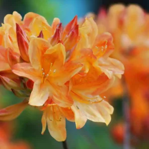 Pacific Northwest Azaleas, Pacific Northwest Rhododendrons, Pacific Northwest Deciduous Azaleas, Pacific Northwest Evergreen Azaleas,