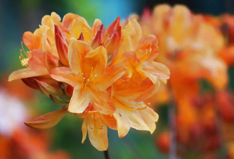 Pacific Northwest Azaleas, Pacific Northwest Rhododendrons, Pacific Northwest Deciduous Azaleas, Pacific Northwest Evergreen Azaleas,