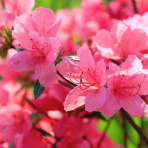 Small Azaleas, Small Rhododendrons, Small Deciduous Azaleas, Small Evergreen Azaleas, Small Gardens