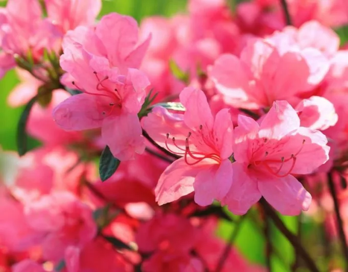 Small Azaleas, Small Rhododendrons, Small Deciduous Azaleas, Small Evergreen Azaleas, Small Gardens