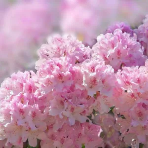 Midwest Azaleas, Midwest Rhododendrons, Midwest Deciduous Azaleas, Midwest Evergreen Azaleas,