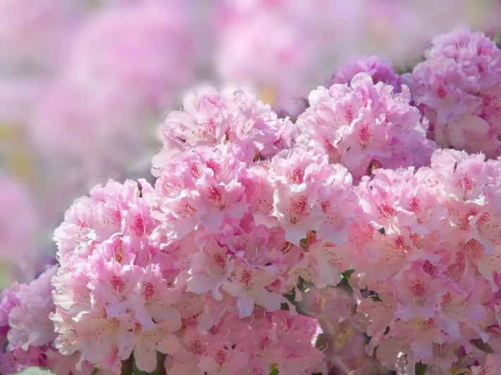 Midwest Azaleas, Midwest Rhododendrons, Midwest Deciduous Azaleas, Midwest Evergreen Azaleas,
