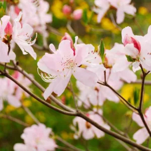 Mid-Atlantic Azaleas, Mid-Atlantic Rhododendrons, Mid-Atlantic Deciduous Azaleas, Mid-Atlantic Evergreen Azaleas