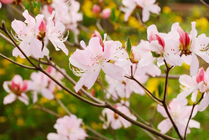 Mid-Atlantic Azaleas, Mid-Atlantic Rhododendrons, Mid-Atlantic Deciduous Azaleas, Mid-Atlantic Evergreen Azaleas