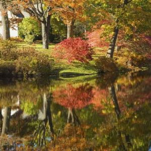 Azaleas, Rhododendrons, Deciduous Azaleas, Fall Foliage, Fall Colors, Evergreen Azaleas, Hardy Rhododendron