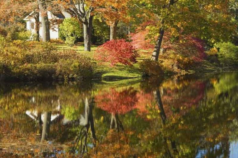 Azaleas, Rhododendrons, Deciduous Azaleas, Fall Foliage, Fall Colors, Evergreen Azaleas, Hardy Rhododendron