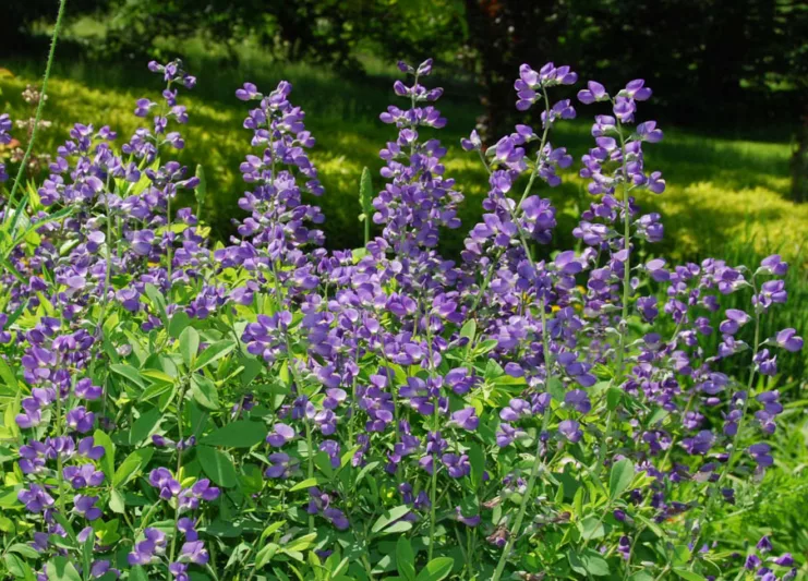 Baptisia Australis,False Indigo, Bastard Lupine, Blue False Indigo, False Lupine, Golden Indigo, Indigo Weed, Tall False Indigo, blue flowers, blue perennials