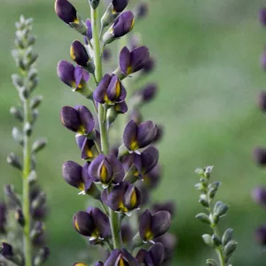 Baptisia Dark Chocolate,False Indigo Dark Chocolate, Bastard Lupine Dark Chocolate, Blue False Indigo, False Lupine Dark Chocolate, Decadence Baptisia, Black False Indigo