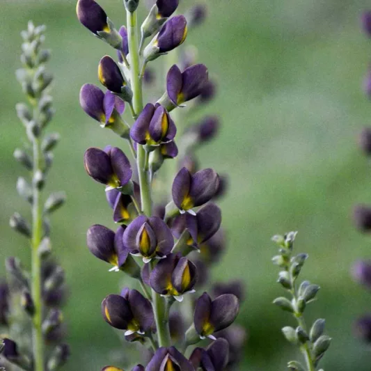 Baptisia Dark Chocolate,False Indigo Dark Chocolate, Bastard Lupine Dark Chocolate, Blue False Indigo, False Lupine Dark Chocolate, Decadence Baptisia, Black False Indigo