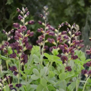 Baptisia Dutch Chocolate,False Indigo Dutch Chocolate, Bastard Lupine Dutch Chocolate, Blue False Indigo, False Lupine Dutch Chocolate, Decadence Baptisia, Black False Indigo
