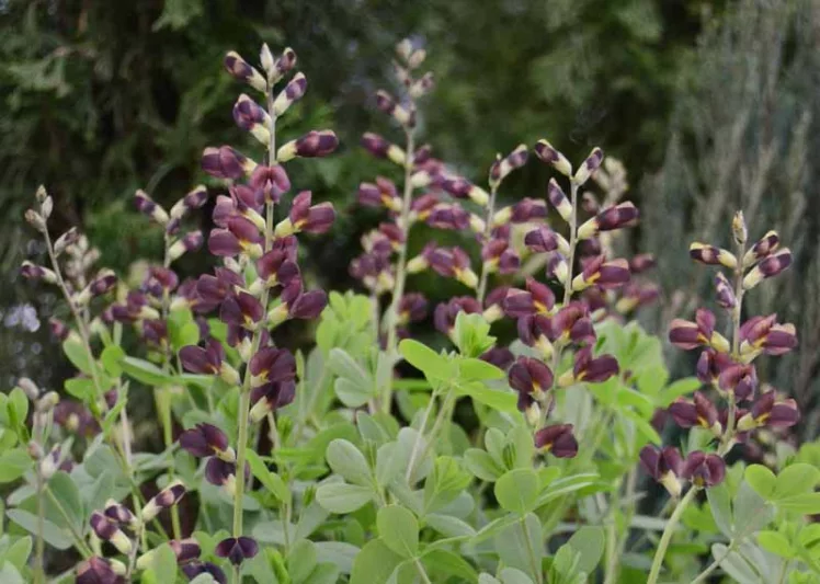 Baptisia Dutch Chocolate,False Indigo Dutch Chocolate, Bastard Lupine Dutch Chocolate, Blue False Indigo, False Lupine Dutch Chocolate, Decadence Baptisia, Black False Indigo