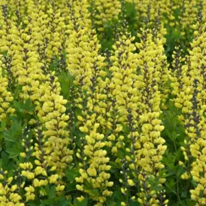 Baptisia Lemon Meringue,False Indigo Lemon Meringue, Bastard Lupine Lemon Meringue, Blue False Indigo, False Lupine Lemon Meringue, Decadence Baptisia, Yellow False Indigo