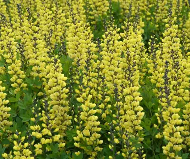 Baptisia Lemon Meringue,False Indigo Lemon Meringue, Bastard Lupine Lemon Meringue, Blue False Indigo, False Lupine Lemon Meringue, Decadence Baptisia, Yellow False Indigo