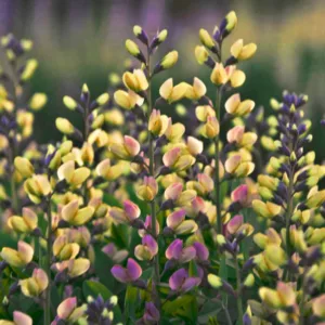 Baptisia Pink Lemonade,False Indigo Pink Lemonade, Bastard Lupine Pink Lemonade, Blue False Indigo, False Lupine Pink Lemonade, Decadence Baptisia, Pink False Indigo