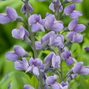 Baptisia Purple Smoke,False Indigo Purple Smoke, Bastard Lupine Purple Smoke, Blue False Indigo, False Lupine Purple Smoke, Purple False Indigo