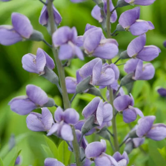 Baptisia Purple Smoke,False Indigo Purple Smoke, Bastard Lupine Purple Smoke, Blue False Indigo, False Lupine Purple Smoke, Purple False Indigo