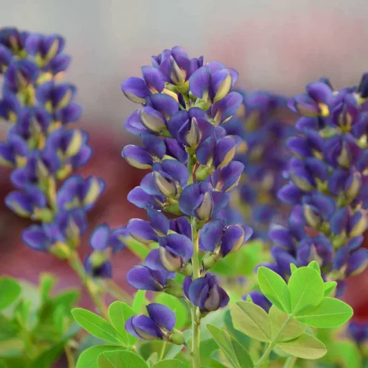 Baptisia Sparkling Sapphires,False Indigo Sparkling Sapphires, Bastard Lupine Sparkling Sapphires, Blue False Indigo, False Lupine Sparkling Sapphires, Decadence Baptisia, Blue False Indigo