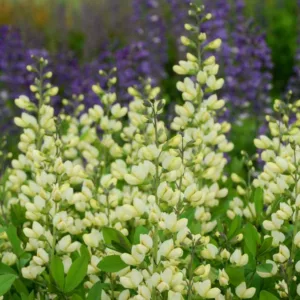 Baptisia Vanilla Cream,False Indigo Vanilla Cream, Bastard Lupine Vanilla Cream, Blue False Indigo, False Lupine Vanilla Cream, Decadence Baptisia, Yellow False Indigo