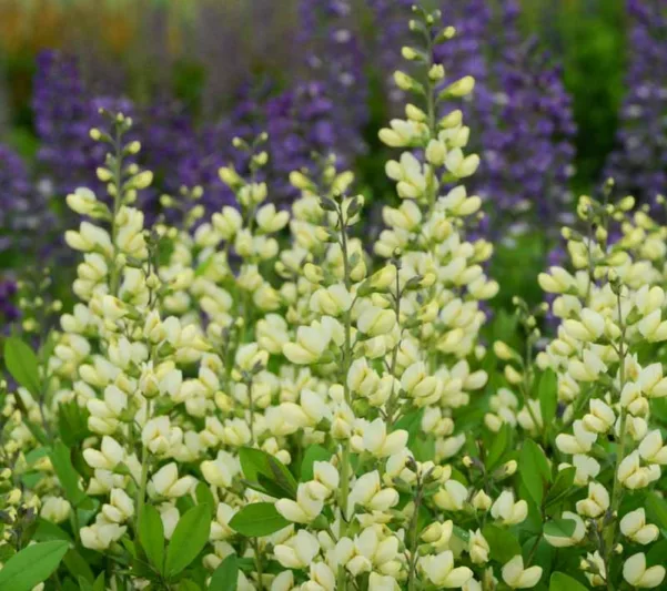Baptisia Vanilla Cream,False Indigo Vanilla Cream, Bastard Lupine Vanilla Cream, Blue False Indigo, False Lupine Vanilla Cream, Decadence Baptisia, Yellow False Indigo
