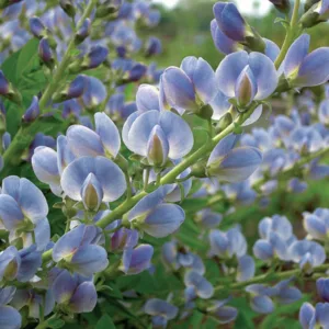 Baptisia Australis,False Indigo, Bastard Lupine, Blue False Indigo, False Lupine, Golden Indigo, Indigo Weed, Tall False Indigo, blue flowers, blue perennials