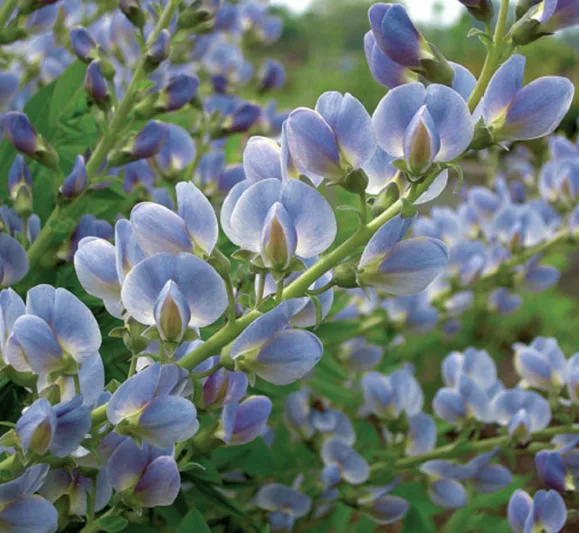 Baptisia Australis,False Indigo, Bastard Lupine, Blue False Indigo, False Lupine, Golden Indigo, Indigo Weed, Tall False Indigo, blue flowers, blue perennials