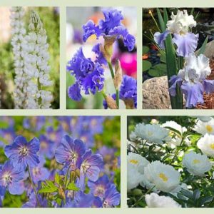 Perennial Planting, Perennial combination, Spring Borders, Summer Borders, Bearded Iris, iris Best Bet, Iris Immortality, Iris Queen's Circle, Iris Yaquina, Iris Stairway to Heaven, Lupine Noble Maiden, Peony Miss America,