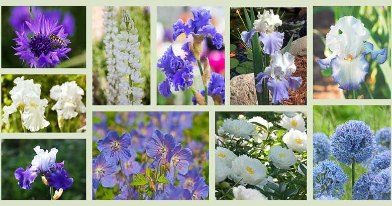 Perennial Planting, Perennial combination, Spring Borders, Summer Borders, Bearded Iris, iris Best Bet, Iris Immortality, Iris Queen's Circle, Iris Yaquina, Iris Stairway to Heaven, Lupine Noble Maiden, Peony Miss America,