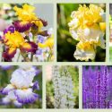 Perennial Planting, Perennial combination, Spring Borders, Summer Borders, Bearded Iris, iris wabash, Iris Who Needs a Prince, Iris Fringe of Gold, Iris Conjuration, Lupine Noble Maiden, Allium Giganteum, Salvia Caradonna