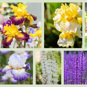 Perennial Planting, Perennial combination, Spring Borders, Summer Borders, Bearded Iris, iris wabash, Iris Who Needs a Prince, Iris Fringe of Gold, Iris Conjuration, Lupine Noble Maiden, Allium Giganteum, Salvia Caradonna