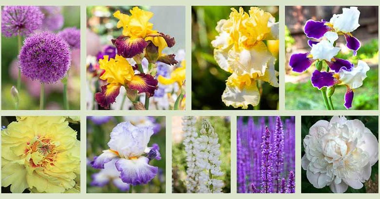 Perennial Planting, Perennial combination, Spring Borders, Summer Borders, Bearded Iris, iris wabash, Iris Who Needs a Prince, Iris Fringe of Gold, Iris Conjuration, Lupine Noble Maiden, Allium Giganteum, Salvia Caradonna