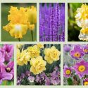 Perennial Planting, Perennial combination, Spring Borders, Summer Borders, Bearded Iris, iris Better Than Butter, Iris That's All Folks, Iris Fringe of Gold, Lupine Purple swirl, Allium Purple sensation, Salvia Caradonna, Pulsatilla