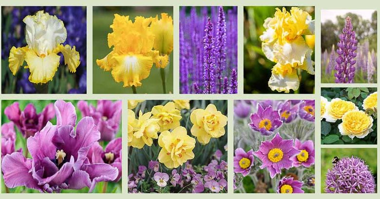 Perennial Planting, Perennial combination, Spring Borders, Summer Borders, Bearded Iris, iris Better Than Butter, Iris That's All Folks, Iris Fringe of Gold, Lupine Purple swirl, Allium Purple sensation, Salvia Caradonna, Pulsatilla